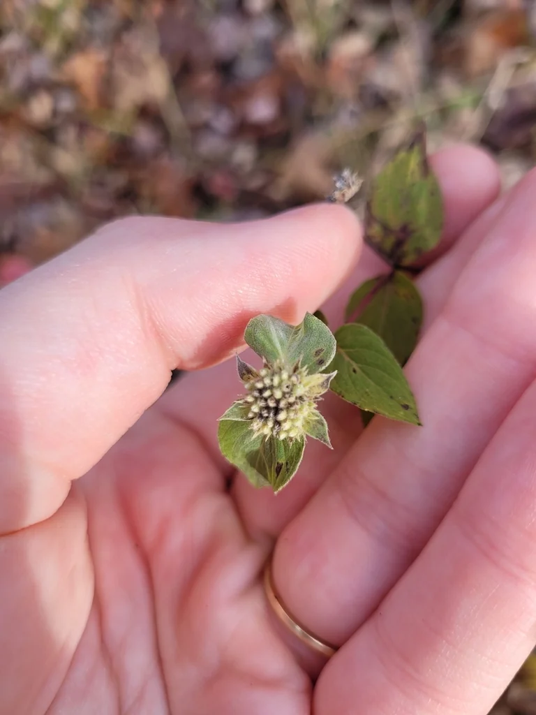 Pycnanthemum Muticum