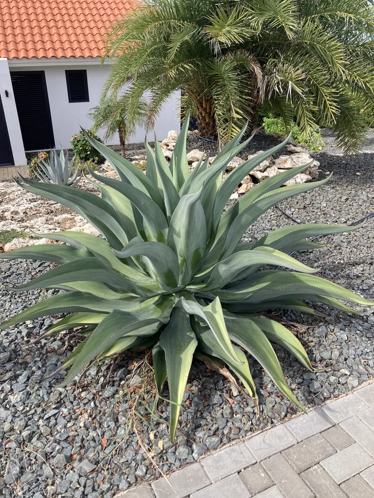 Agave Desmetiana