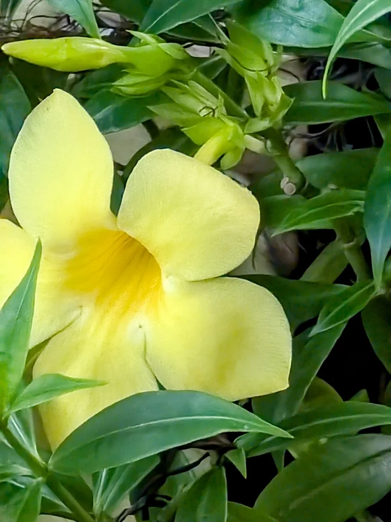 Allamanda Cathartica