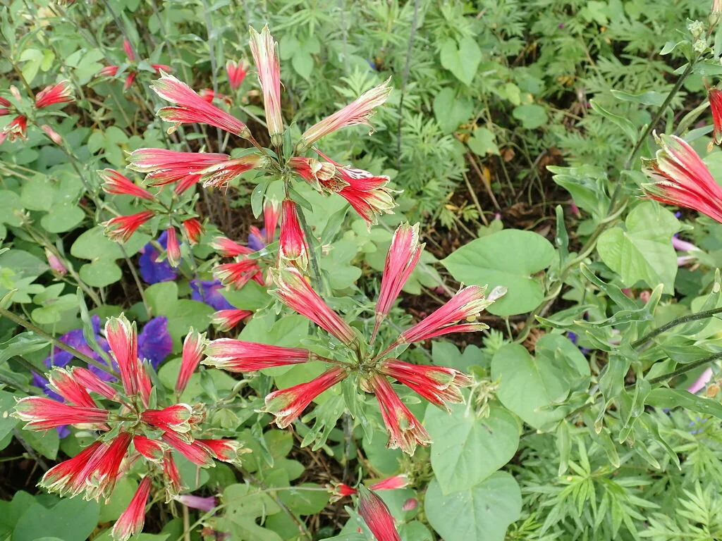 Alstroemeria Psittacina