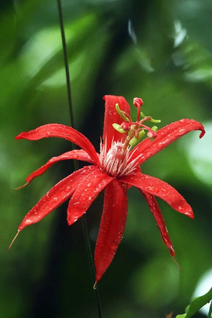 Passiflora Vitifolia