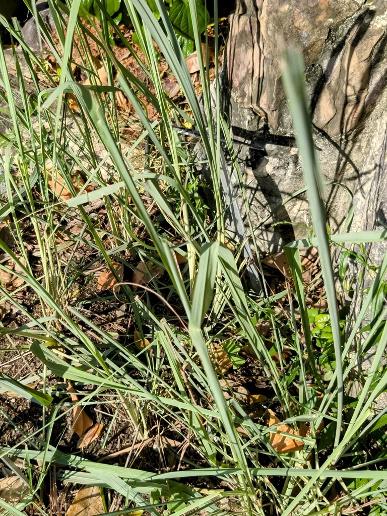 Cymbopogon Citratus