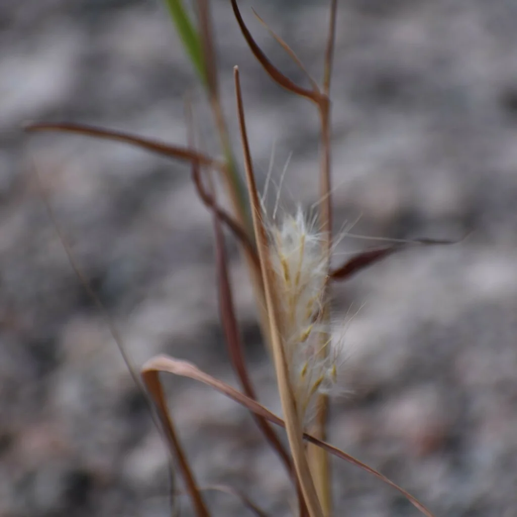 Bothriochloa Barbinodis