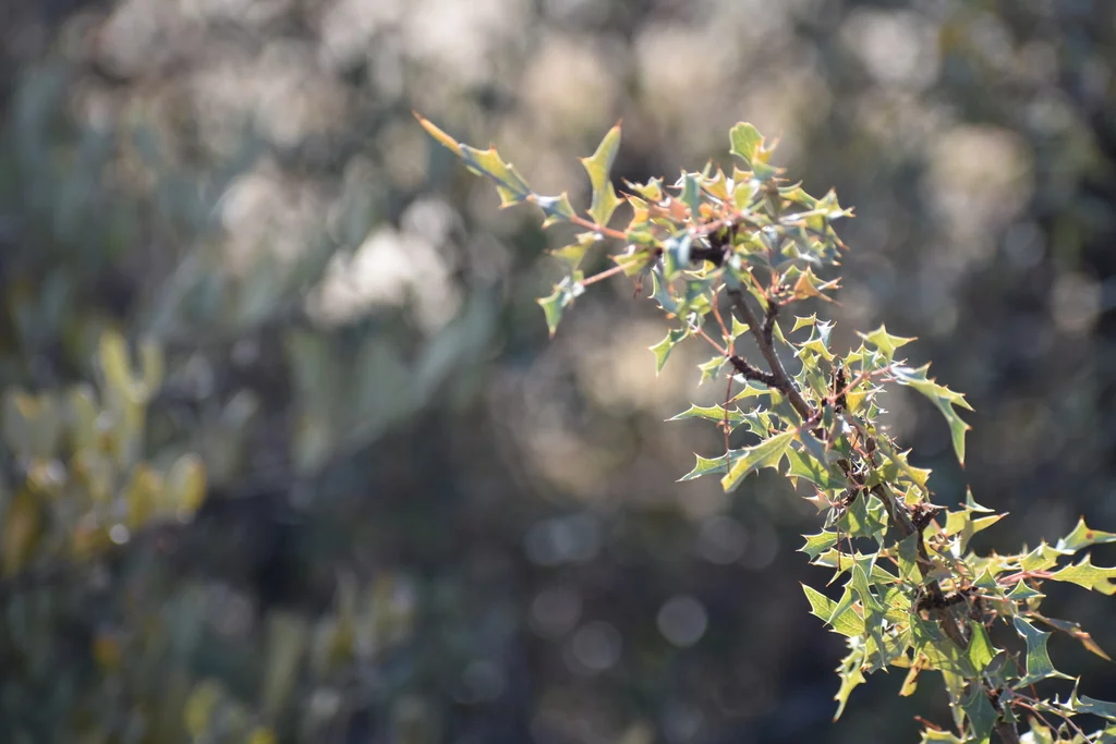Berberis Haematocarpa
