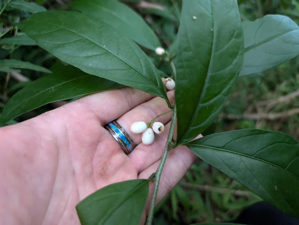 Cestrum Nocturnum