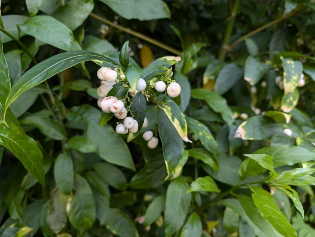 Cestrum Nocturnum
