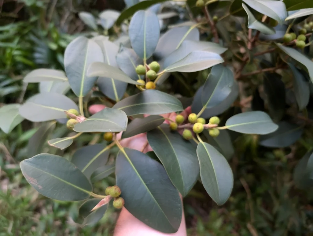 Ficus rubiginosa