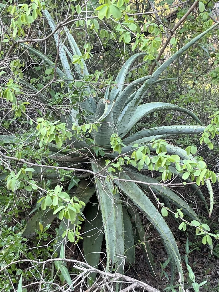 Aloe Marlothii