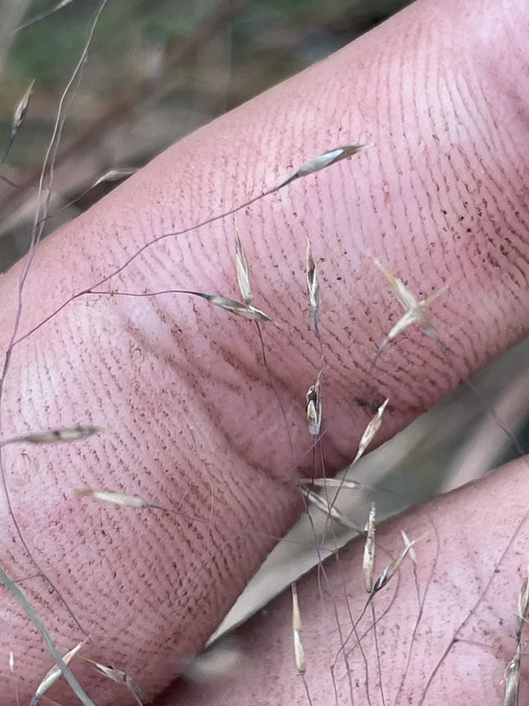 Muhlenbergia capillaris