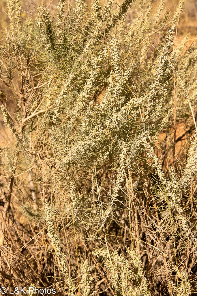 Artemisia Filifolia