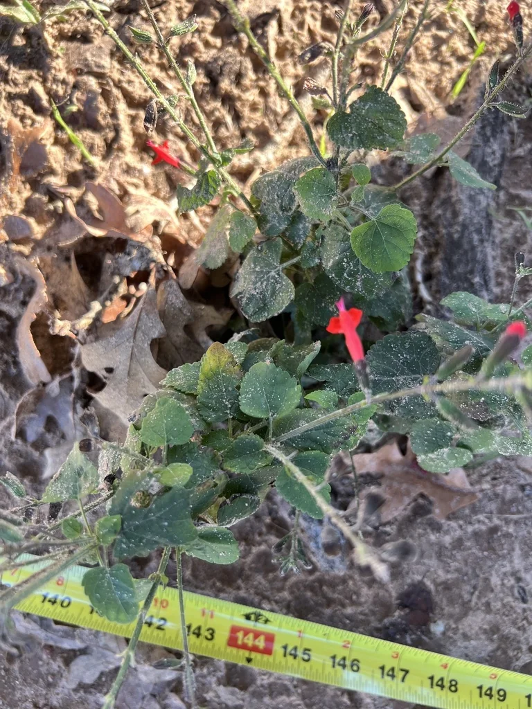 Salvia Roemeriana