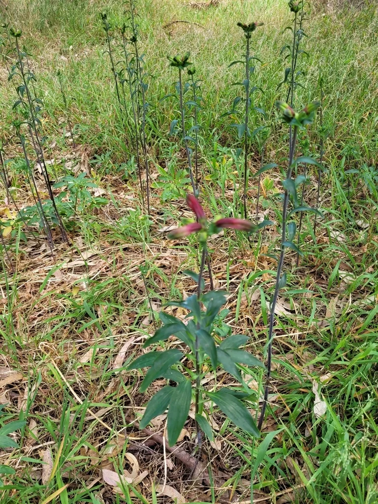 Alstroemeria Psittacina