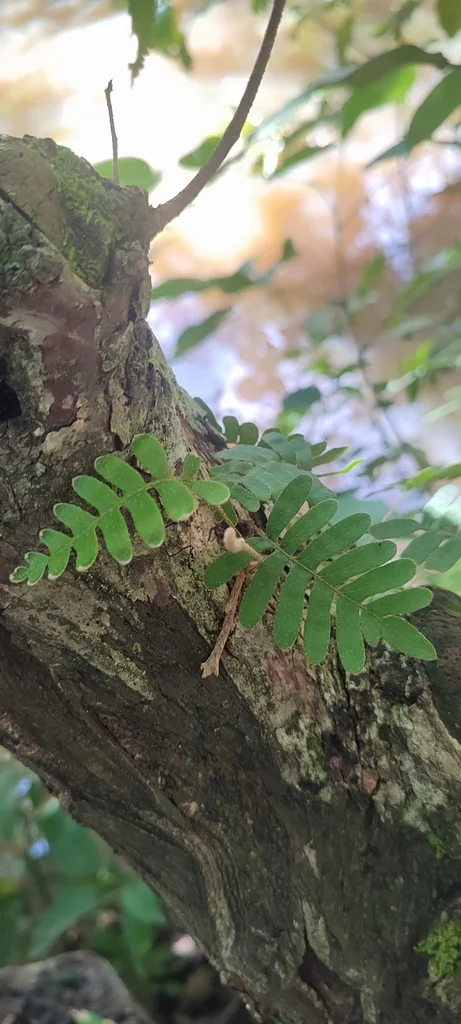 Pleopeltis polypodioides