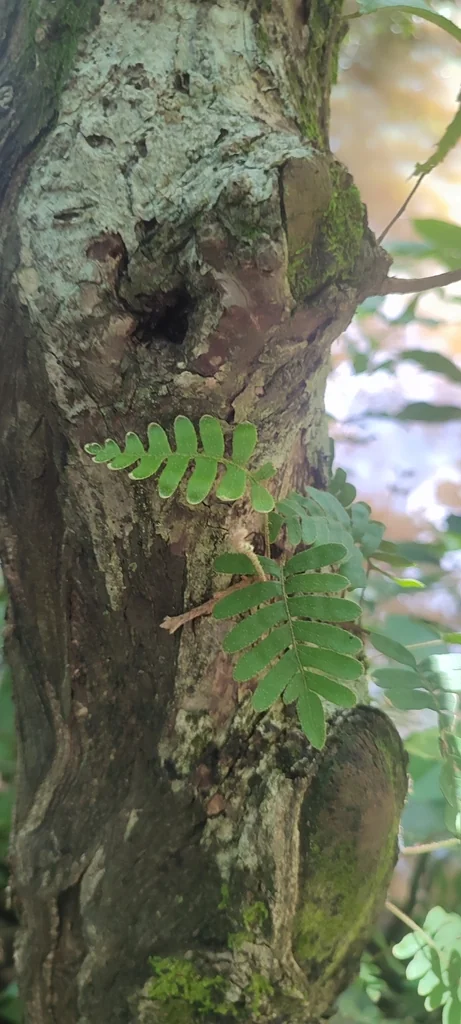 Pleopeltis polypodioides