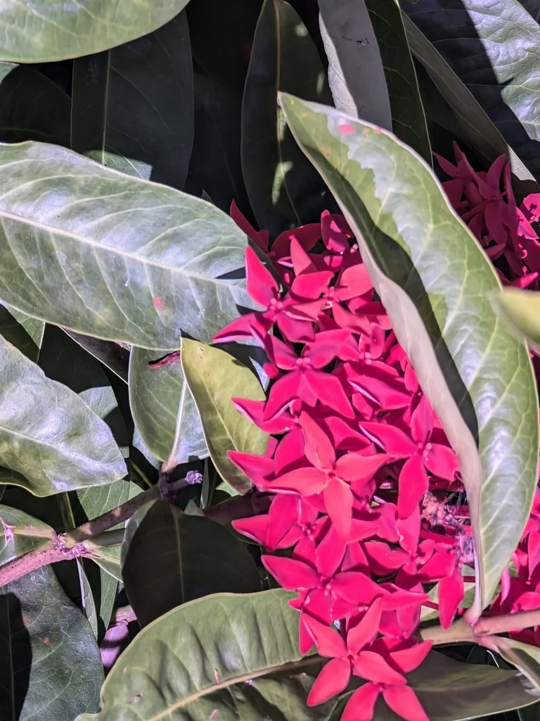 Ixora Coccinea