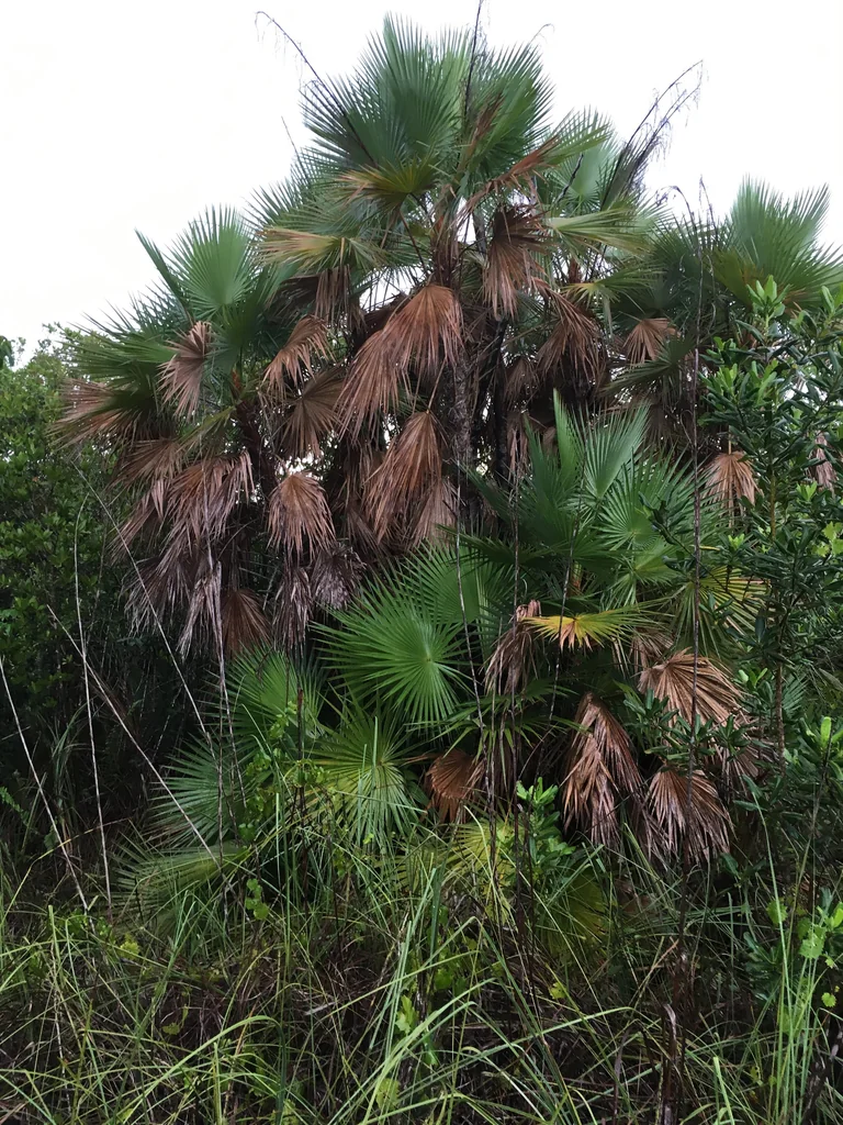 Acoelorrhaphe wrightii