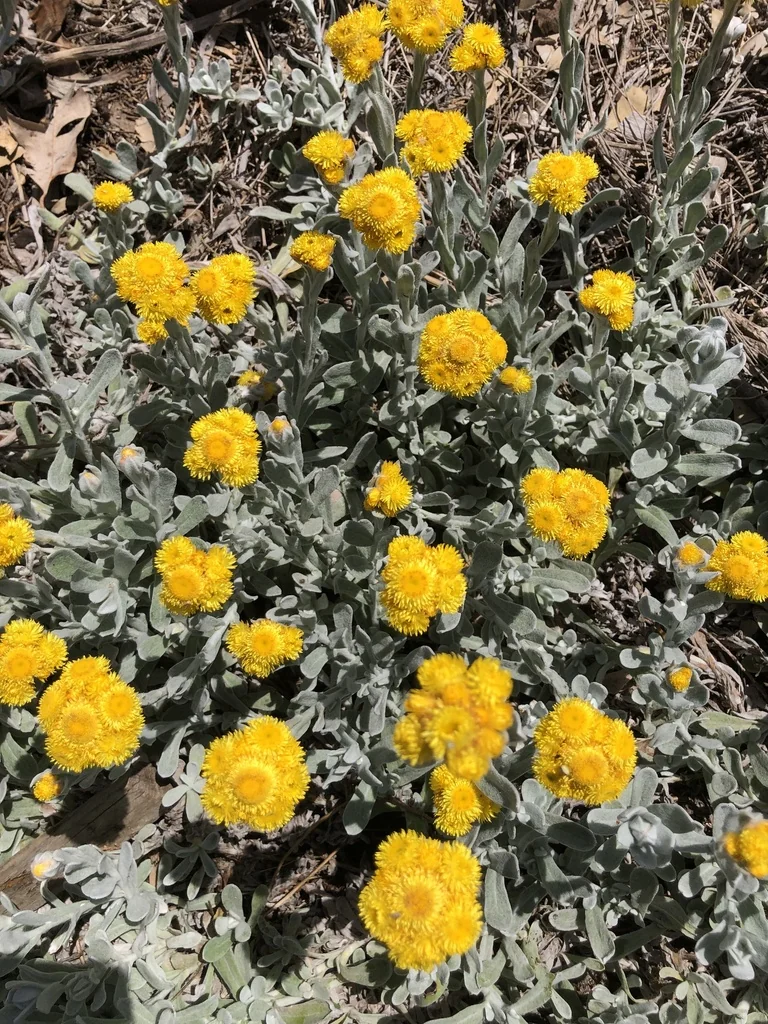 Chrysocephalum apiculatum
