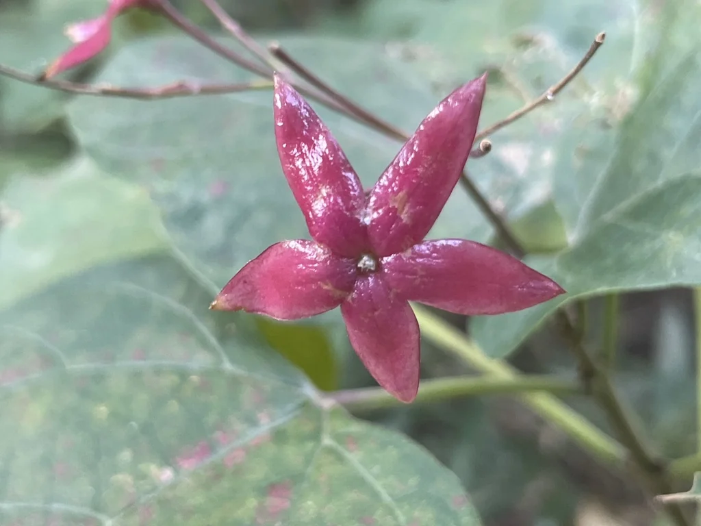 Clerodendrum Trichotomum