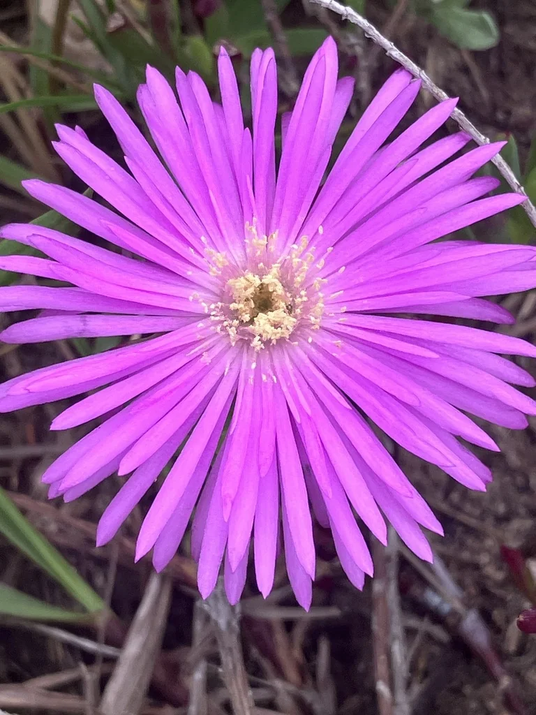 Lampranthus Spectabilis