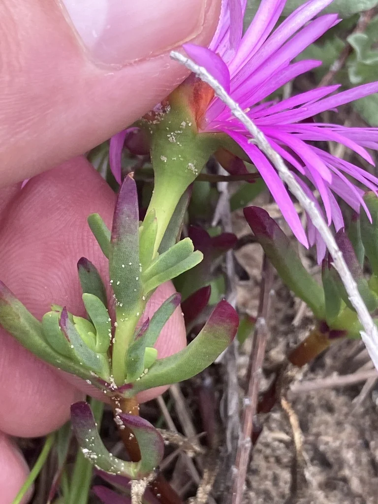 Lampranthus Spectabilis