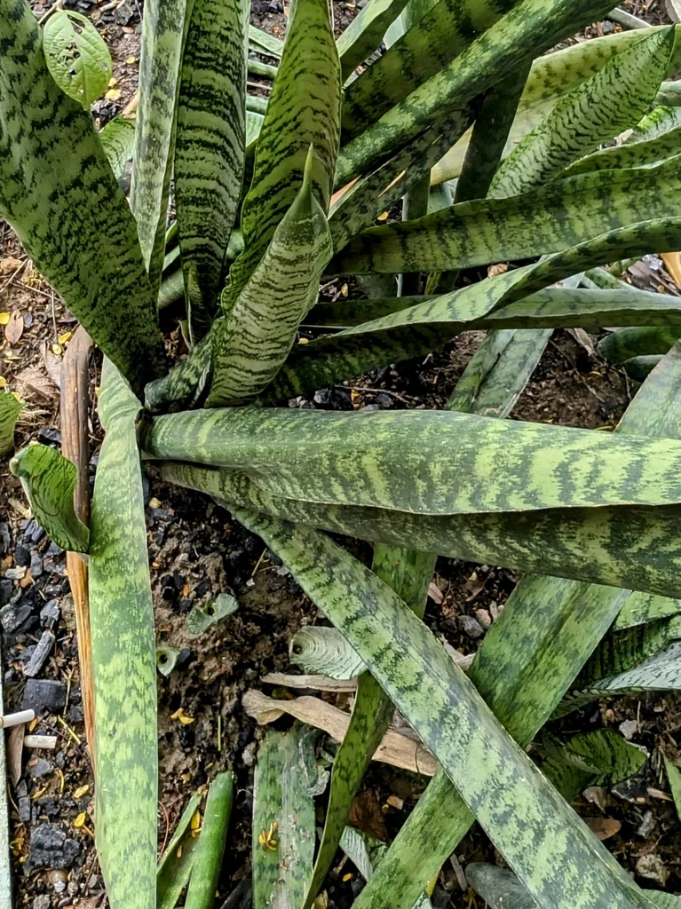 Sansevieria Trifasciata