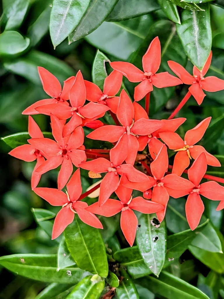 Ixora Coccinea