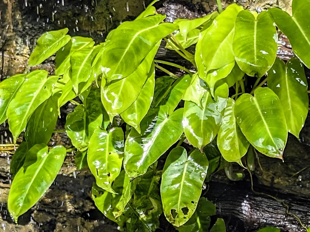 Philodendron erubescens
