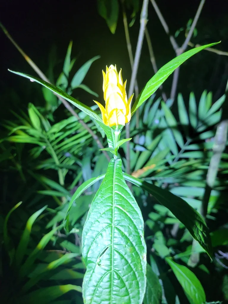 Pachystachys Lutea