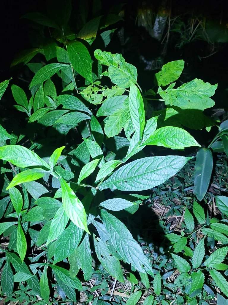 Pachystachys Lutea