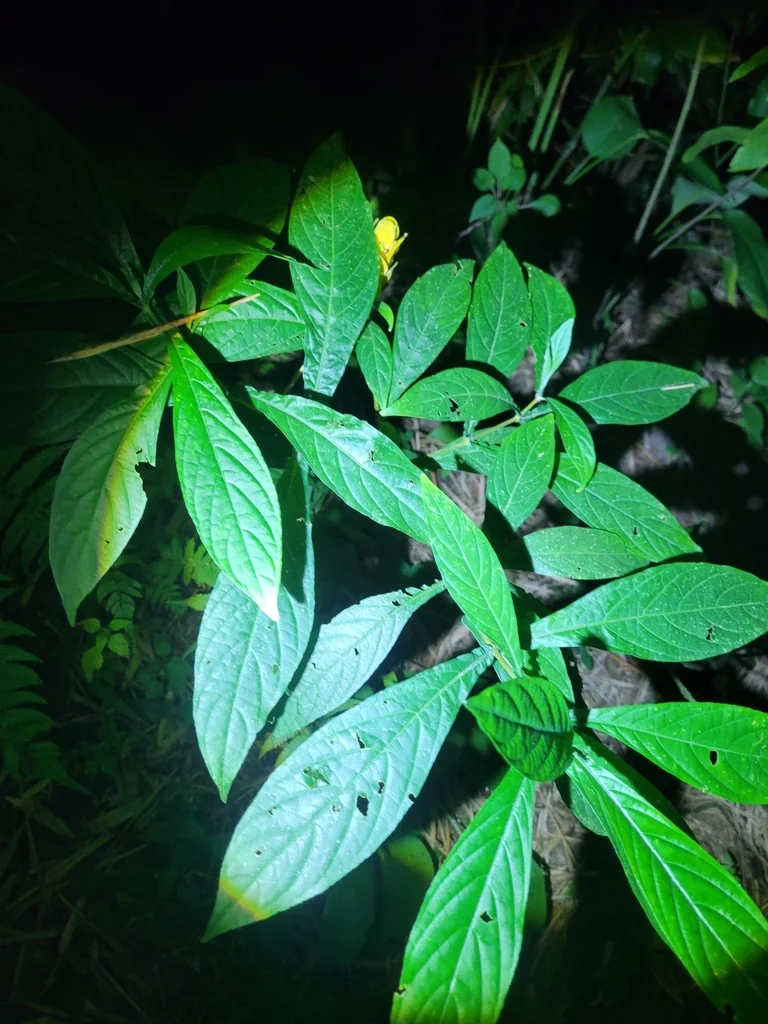 Pachystachys Lutea