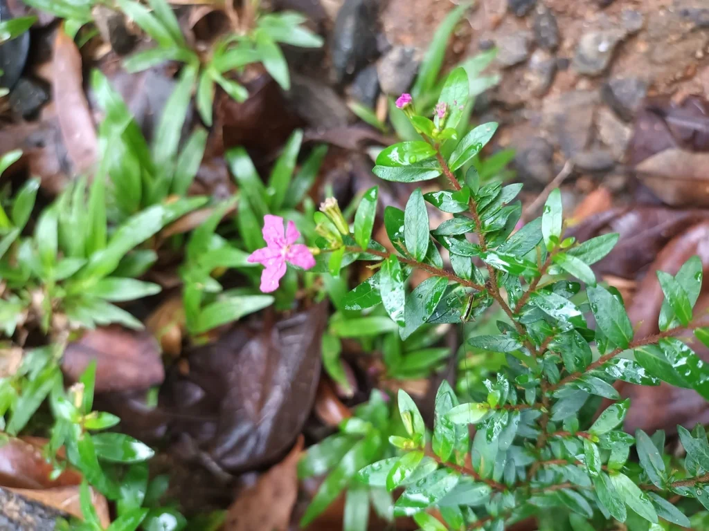 Cuphea Hyssopifolia