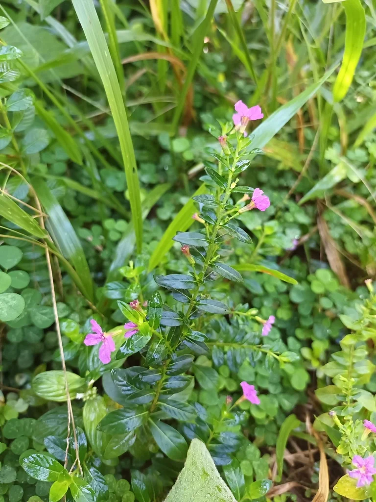 Cuphea Hyssopifolia