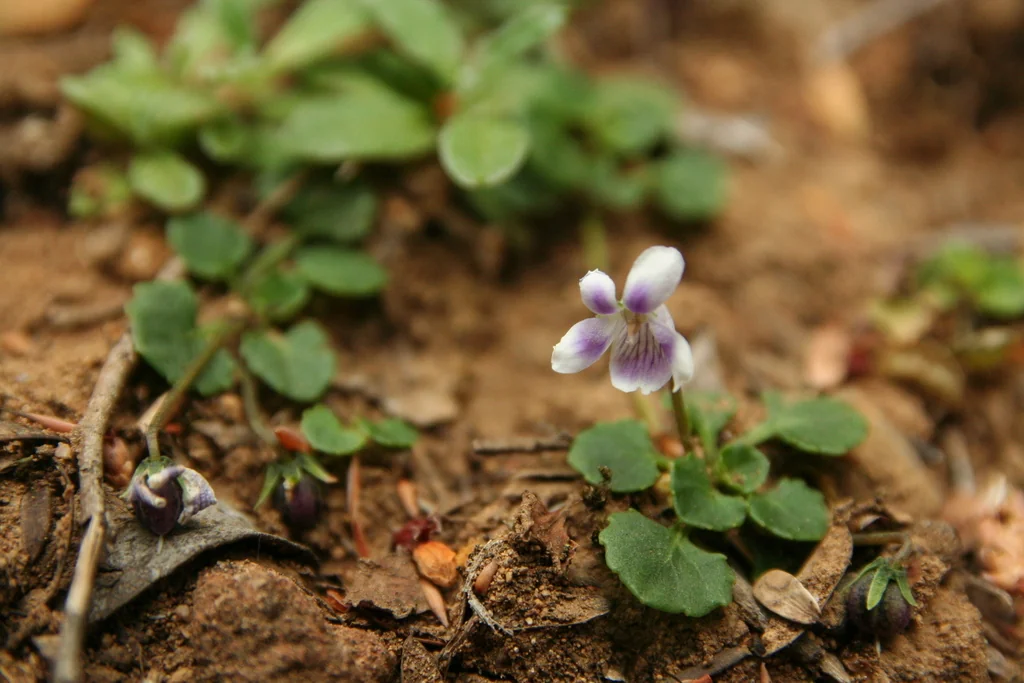 Viola hederacea