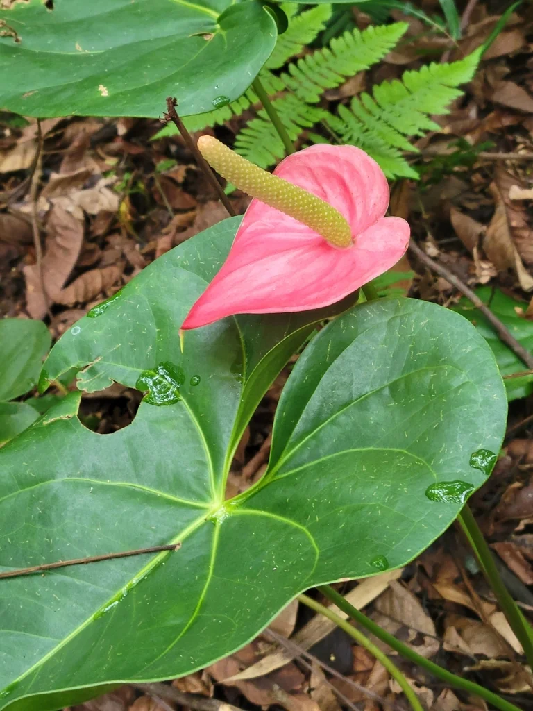 Anthurium Andraeanum