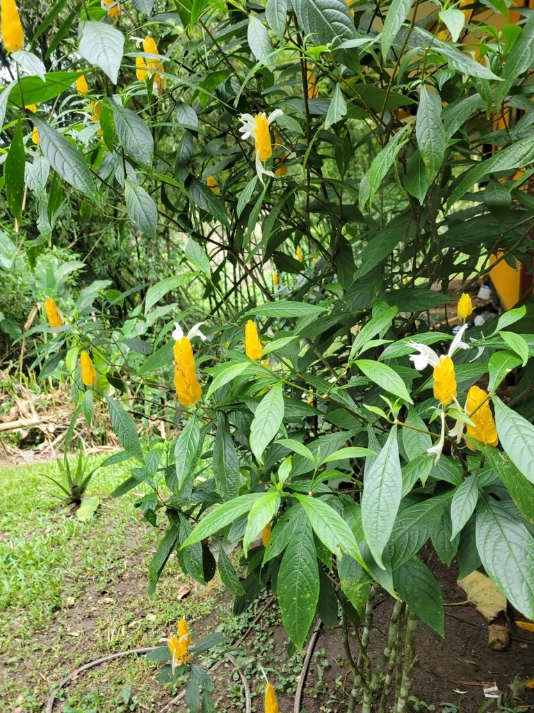 Pachystachys Lutea