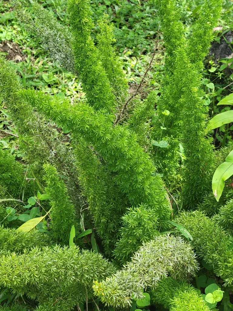 Asparagus densiflorus