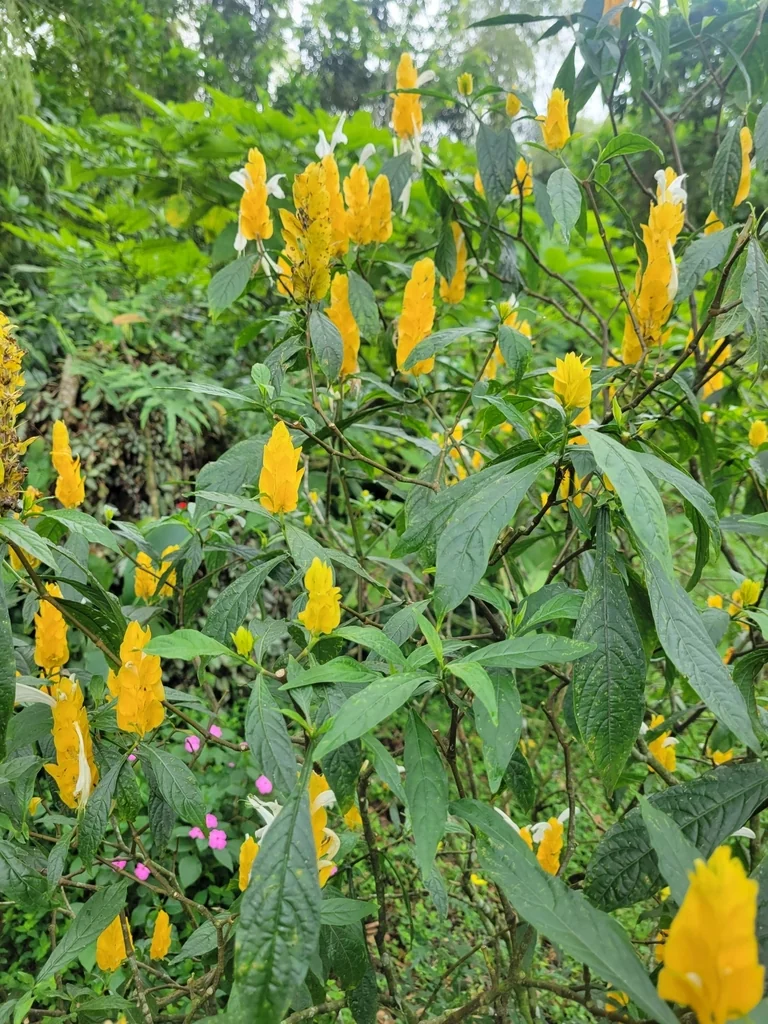 Pachystachys Lutea