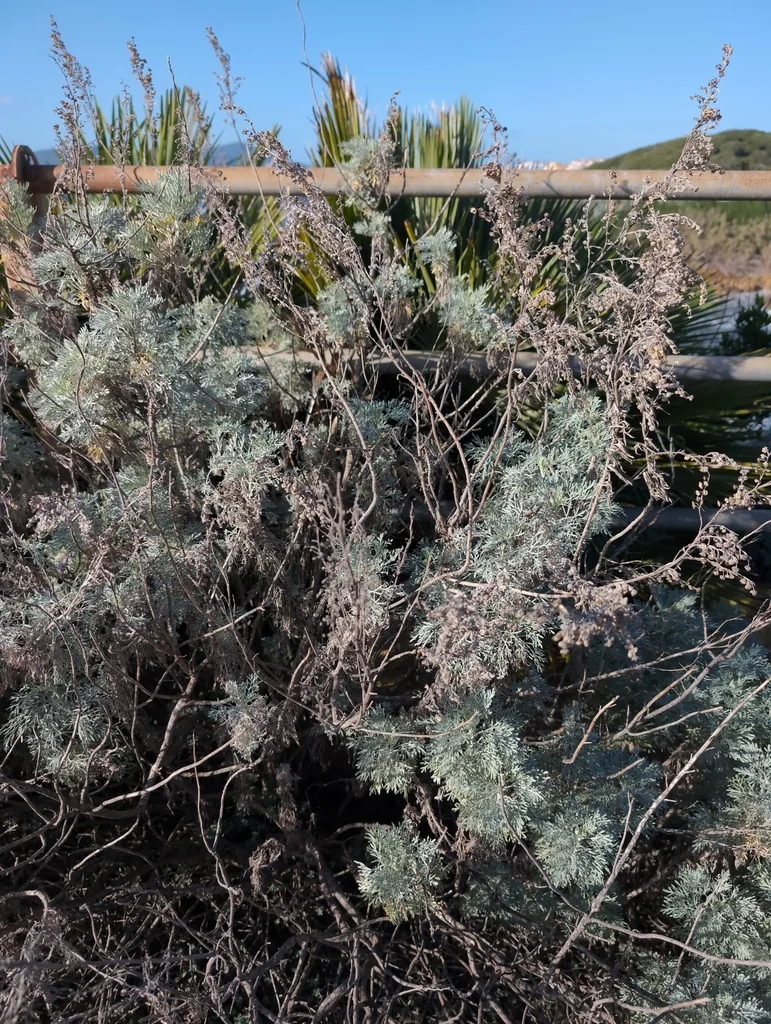Artemisia Arborescens