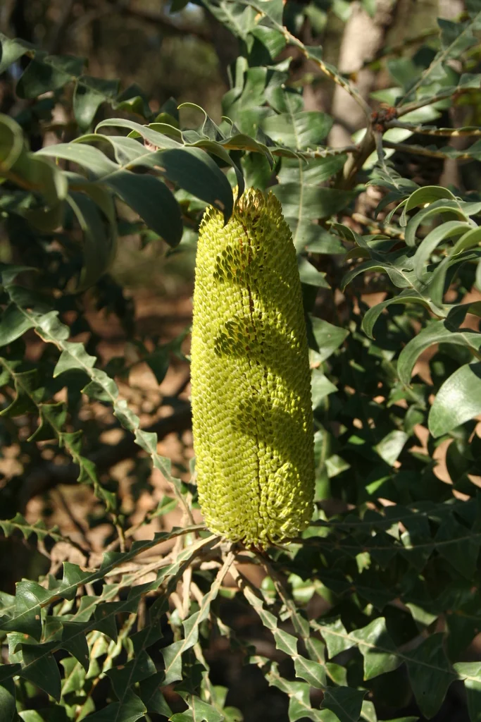 Banksia Grandis