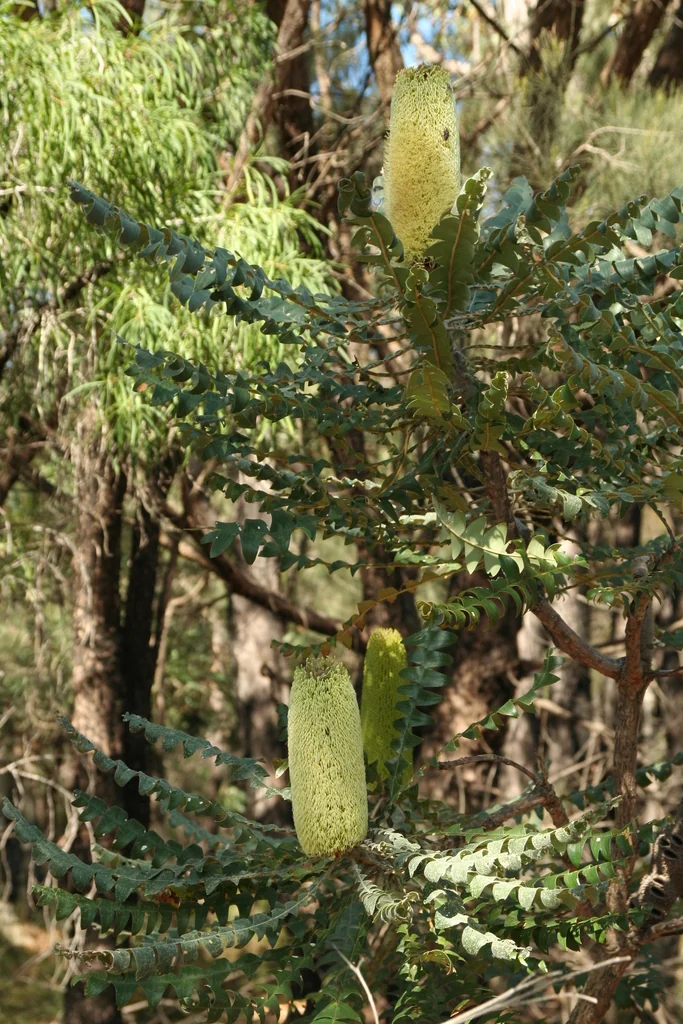 Banksia Grandis