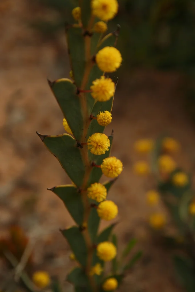 Acacia Glaucoptera