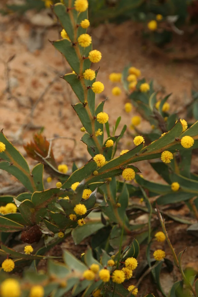 Acacia Glaucoptera