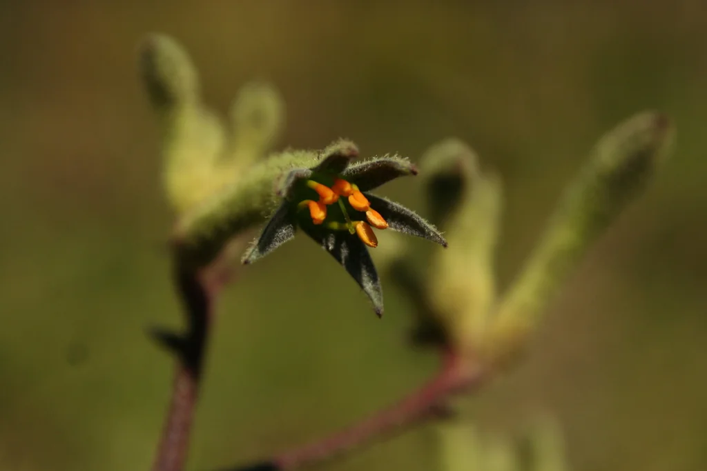 Anigozanthos Flavidus