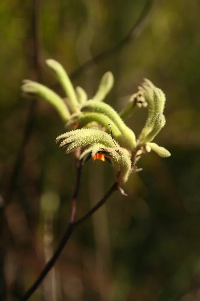 Anigozanthos Flavidus