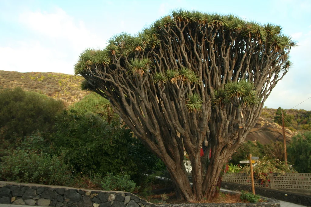 Dracaena Draco