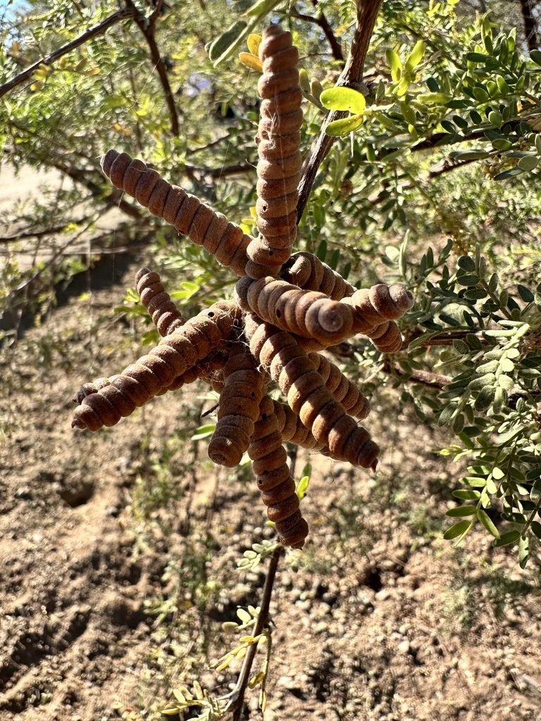 Prosopis Pubescens