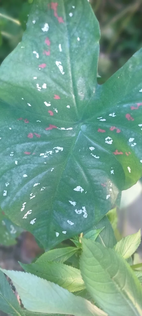 Caladium hortulanum