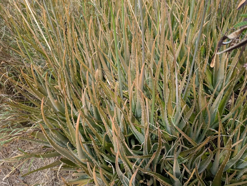 Aloe Vera