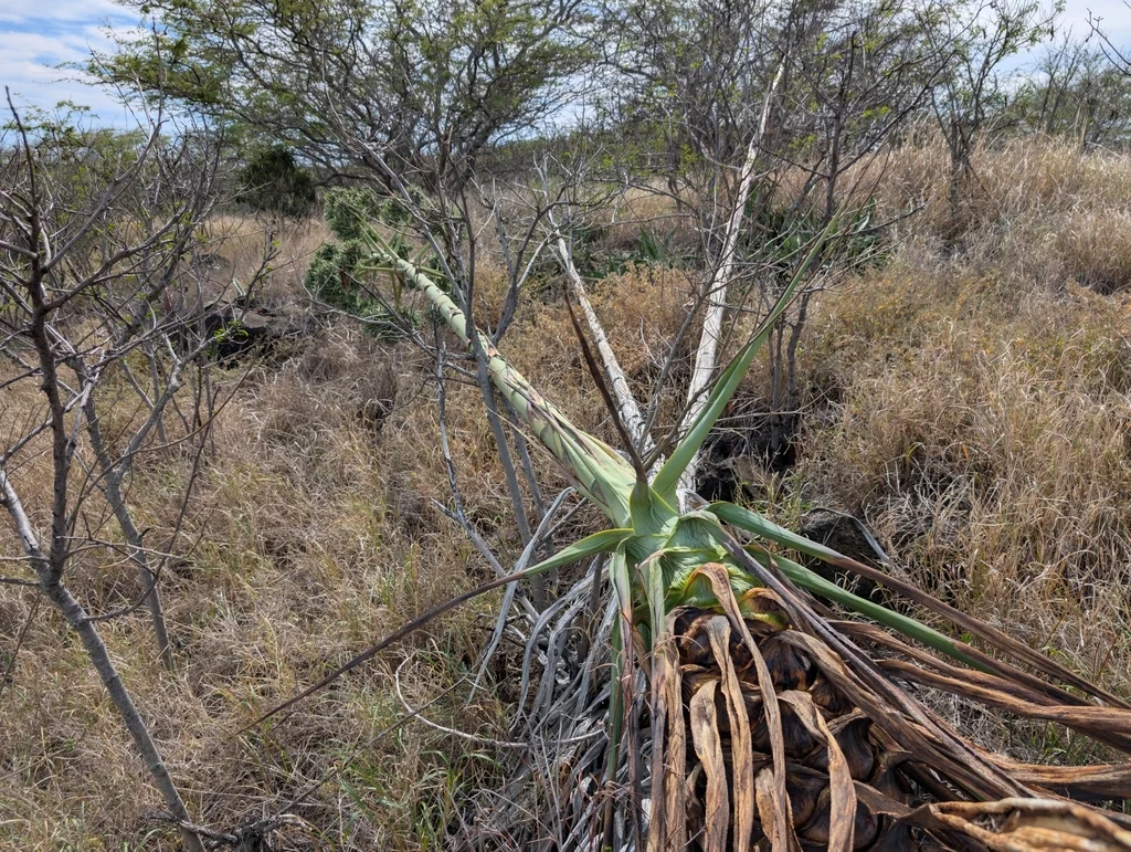 Agave Sisalana