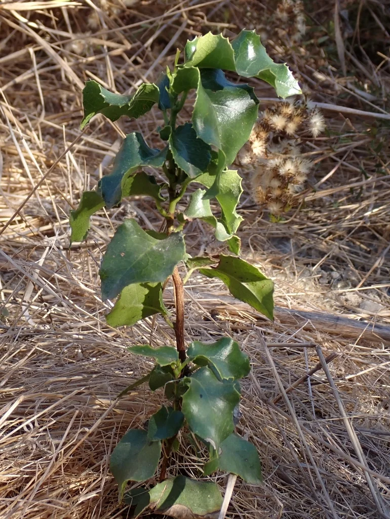 Prunus Ilicifolia Ssp. Ilicifolia